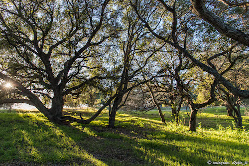 Stanford dish trail, CA