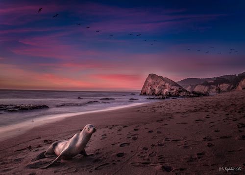 Davenport beach, CA, US